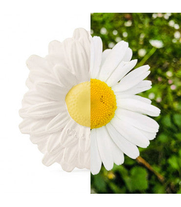 Oli & Carol Margarita The Daisy bijtspeelgoed bloem detail
