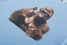 Someone T-Shirt Dries-SB-02-C detail gorilla
